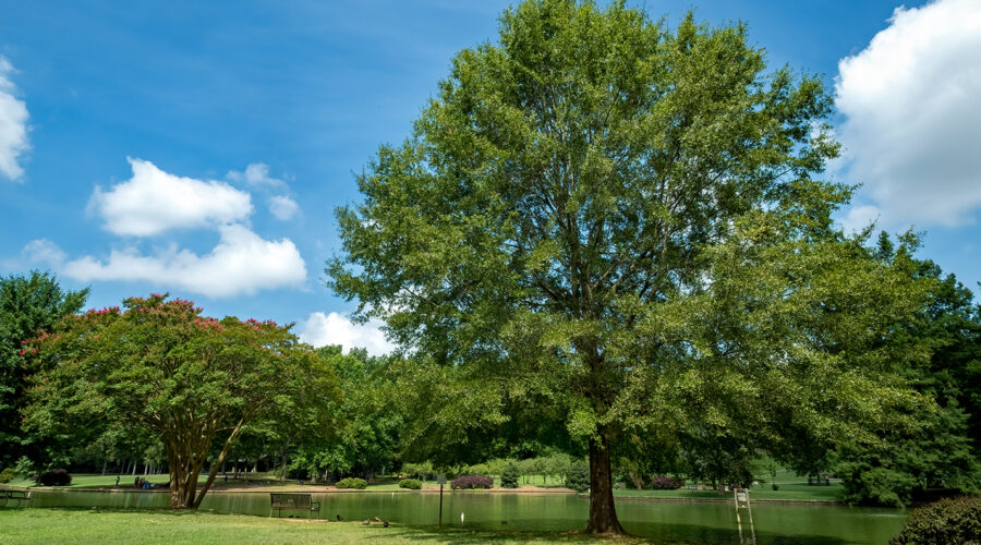 freedom park charlotte