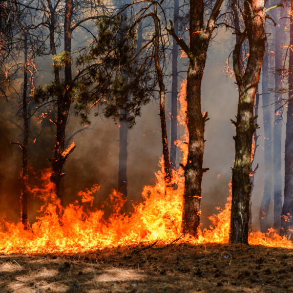 Wildfire
