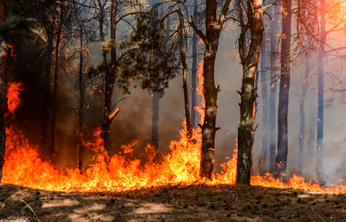 Wildfire
