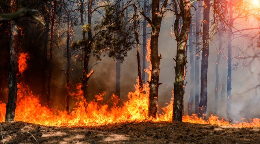Wildfire