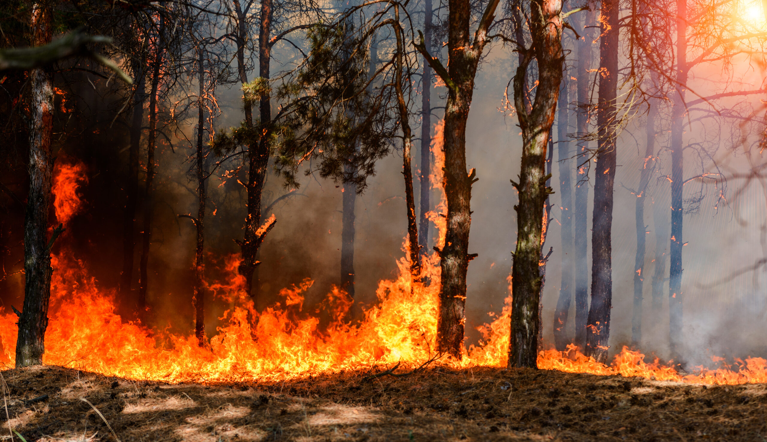 Wildfire